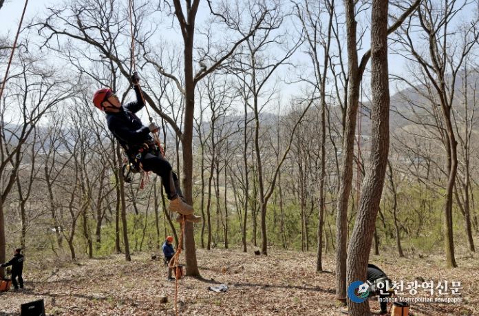 교육생 김강우 씨가 로프와 장비를 이용해 나무에 오르는 모습
