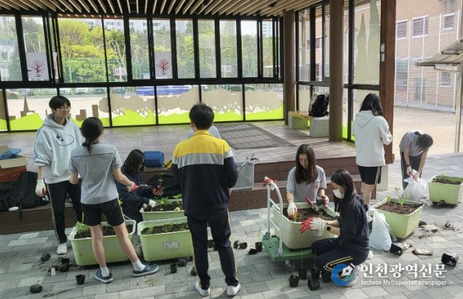 모종을 대형 화분에 옮겨 심는 학생들(화수중학교 생태환경동아리 활동)