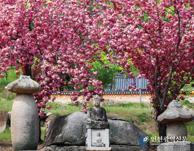 환성사, 겹벚꽃 힐링 0.5 경산 관광