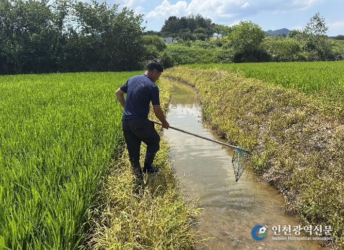 왕우렁이 수거 모습