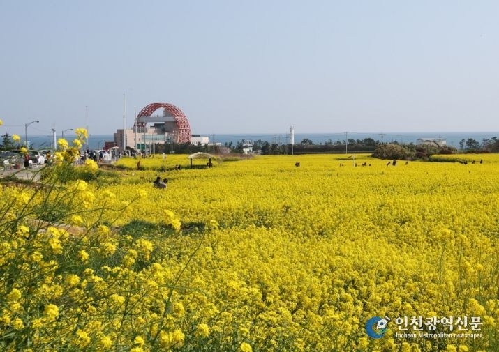 유채꽃이 만발한 호미곶 경관단지 전경.